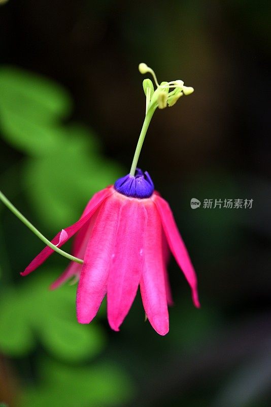 罕见plants-Passiflora coccinea